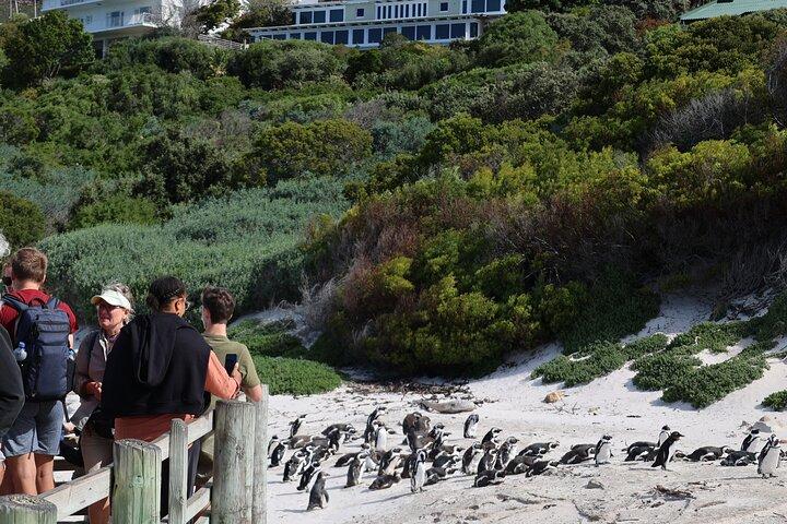 ケープタウン：喜望峰ツアー、ペンギン ビーチ、テーブル マウンテン