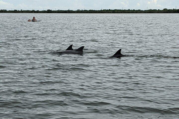 Delphin und Seekühe Clear Kayak oder Paddleboard Tour