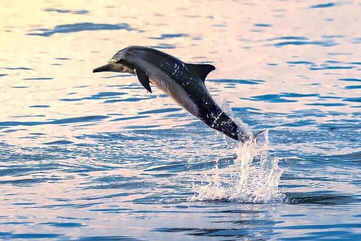 Oplev delfinsafari og snorkling i Muscat
