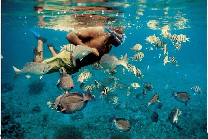 Oplev delfinsafari og snorkling i Muscat