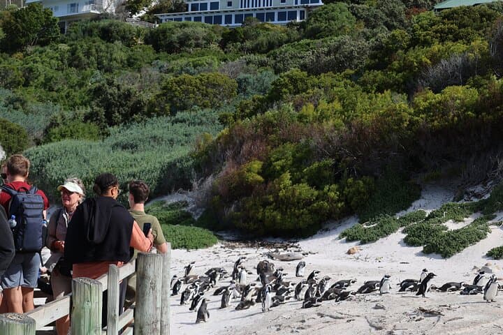 Tour Cape Peninsula and Boulders Beach Day Trip from Cape Town