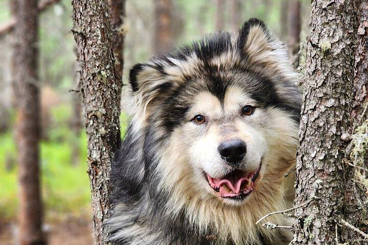 Alaska-Schlittenhundeausflug in Fairbanks