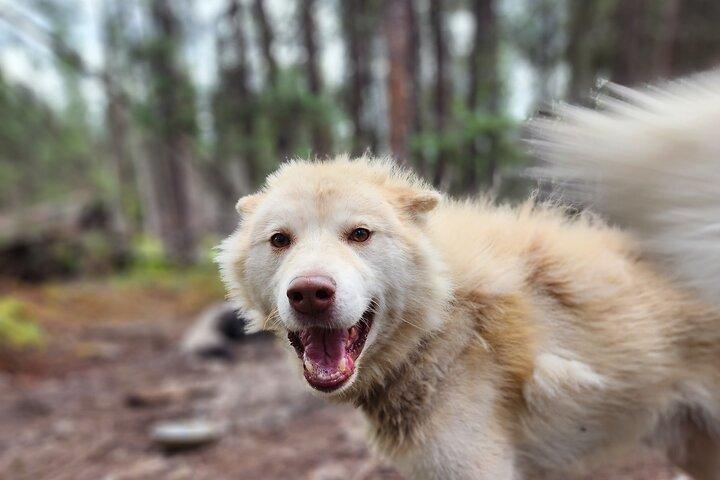 フェアバンクスでのアラスカ犬ぞりツアー