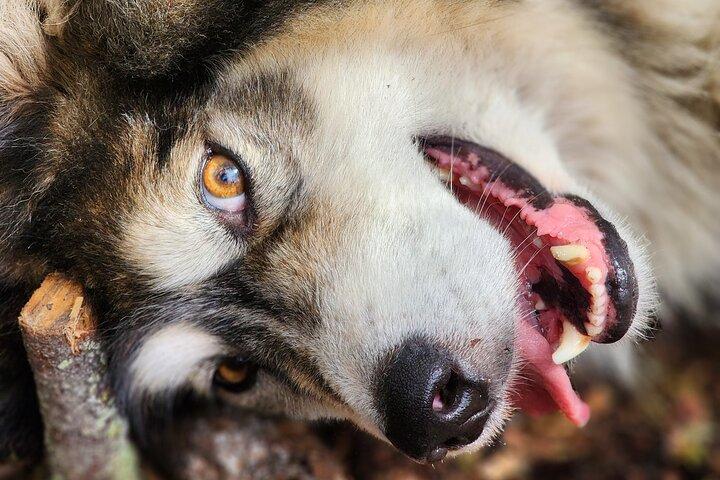 フェアバンクスでのアラスカ犬ぞりツアー