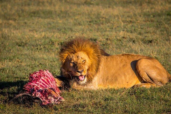 Safari privé d'une nuit à Maasai Mara