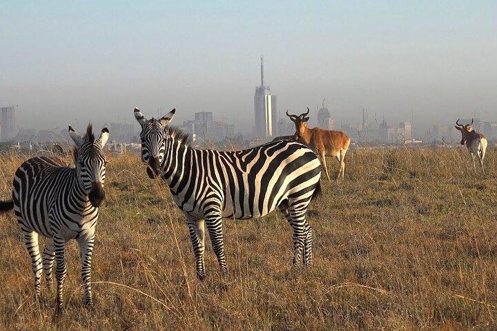 Visite privée d'une demi-journée dans le safari du parc national de Nairobi