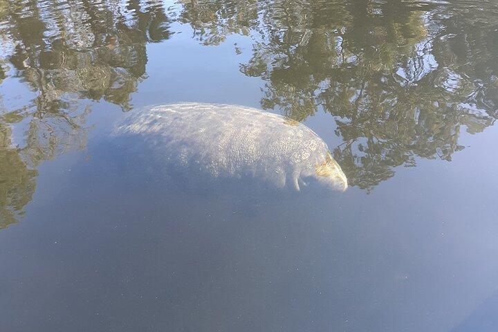 Private Chassahowitzka River Exploration kayak tour