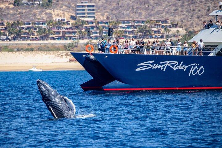 Cabo San Lucas Whale Watching Lunchkryssning