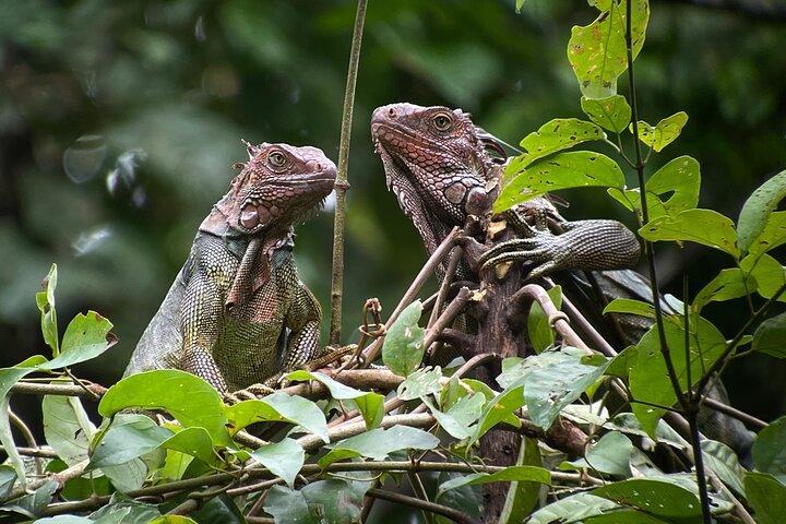 Privat Urban Wildlife City Tour fra Manuel Antonio til Quepos