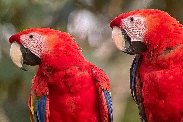 Privat Urban Wildlife City Tour fra Manuel Antonio til Quepos