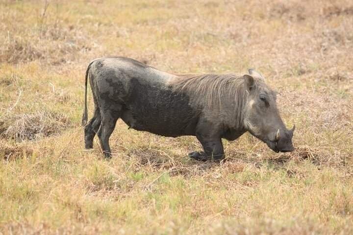Oplev magien ved safari i Kruger