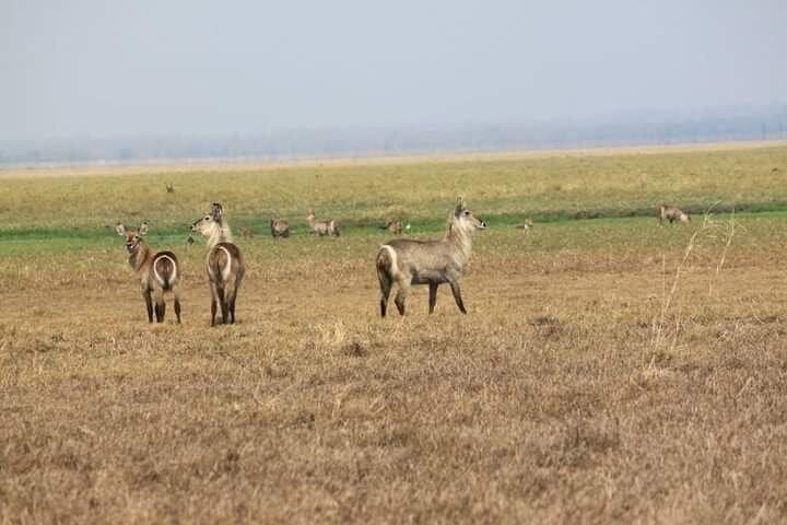 Oplev magien ved safari i Kruger