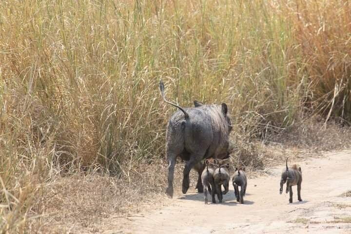 Oplev magien ved safari i Kruger