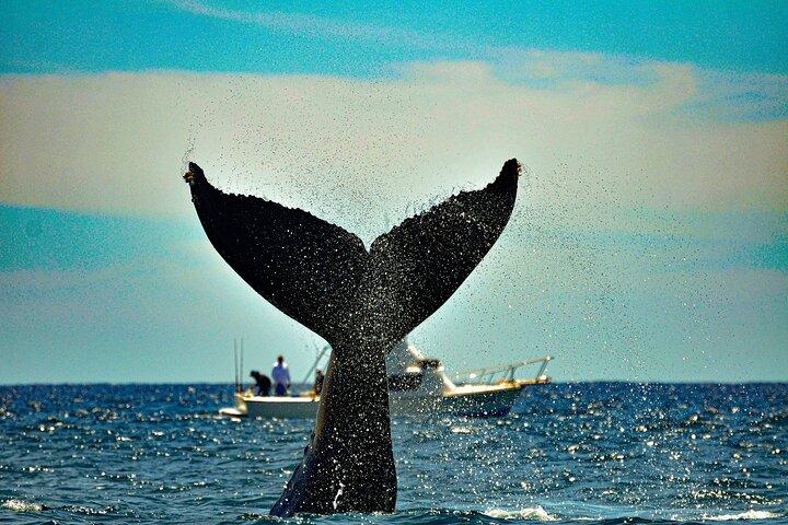 Los Cabos Humpback hval: 10-timers tur 3 timers hvalskig