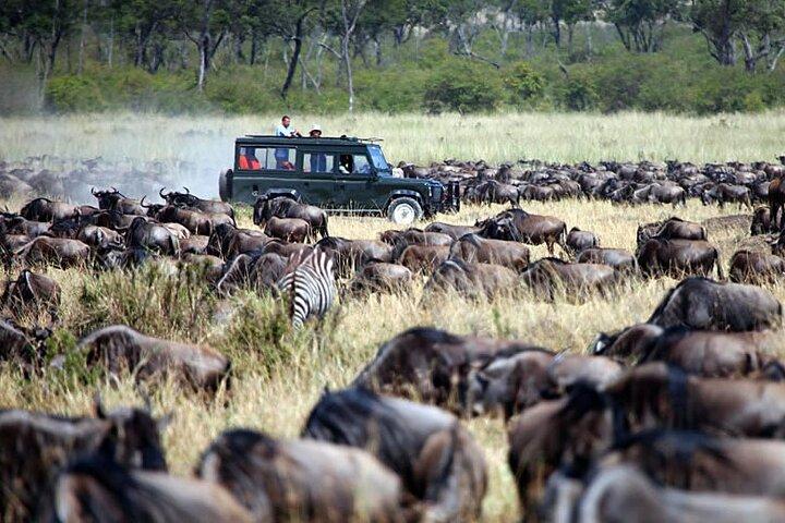 4x4 ランドクルーザー ジープで行くケニア野生動物サファリ 9 日間ツアー