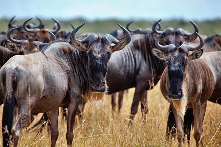 Cape Town Day Safari – Aquila Game Reserve with Lunch & Park Fees