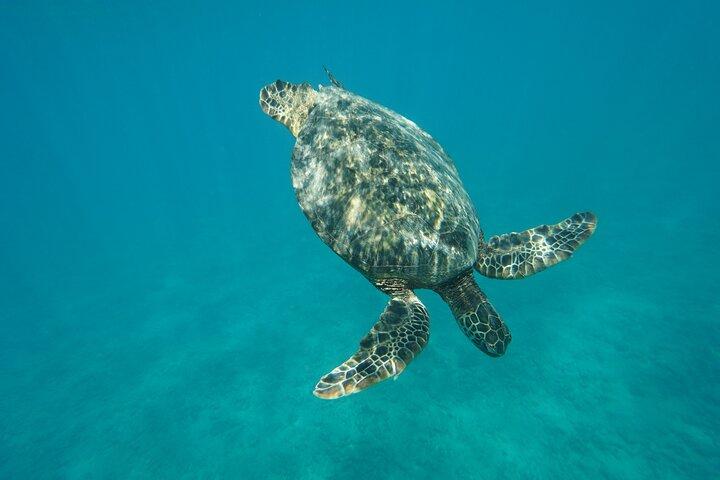 Swim with Dolphins Catamaran with Waterslide & Lunch on Oahu