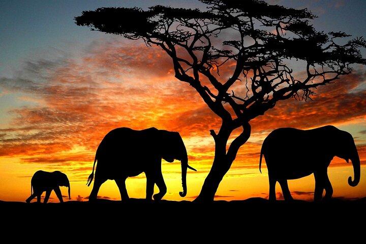 10 Tage Entdecken Sie Kenia Wildlife Safari auf einem 4x4 Land Cruiser Jeep