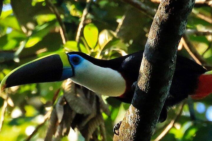 Amazonas regnskogstur från Cusco – Tambopata Reserve 3D| 2N