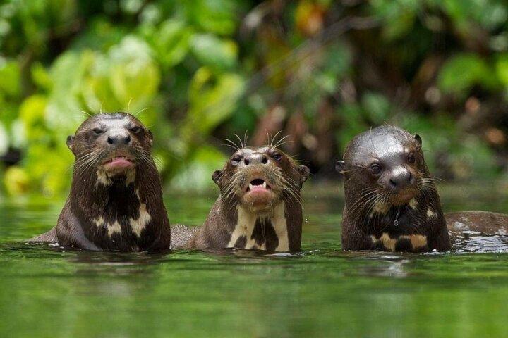 Amazonas regnskogstur från Cusco – Tambopata Reserve 3D| 2N