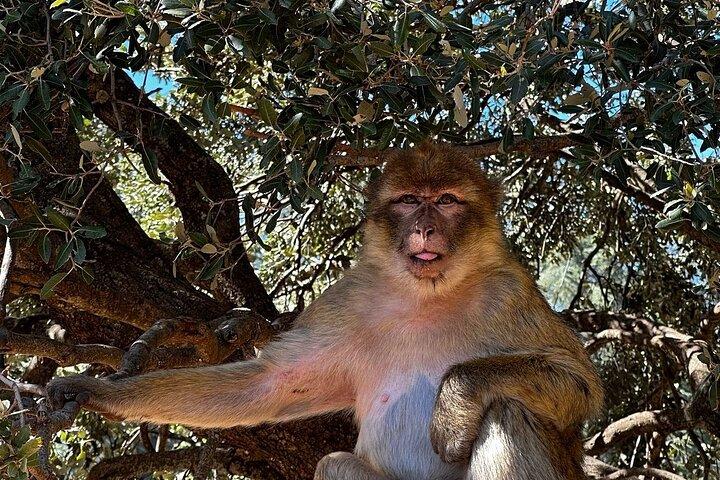 Day Trip from Fez to Middle Atlas Mountains, Cedar Forest & Azrou