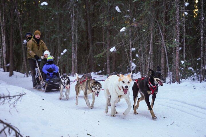 ボレアリス ベースキャンプへの犬ぞりとトナカイの日帰り旅行