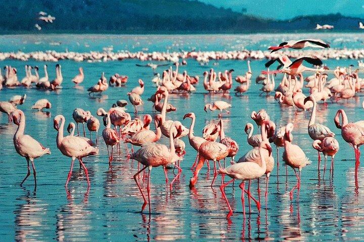 2日間のナクル湖国立公園サファリツアー