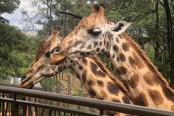5 Hours Nairobi National Park and Giraffe Center