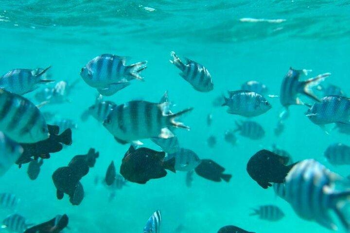 ザンジバル・ムネンバ環礁シーフードBBQランチとウミガメ水族館