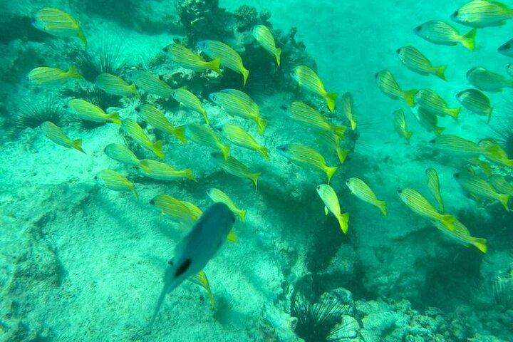 ザンジバル・ムネンバ環礁シーフードBBQランチとウミガメ水族館