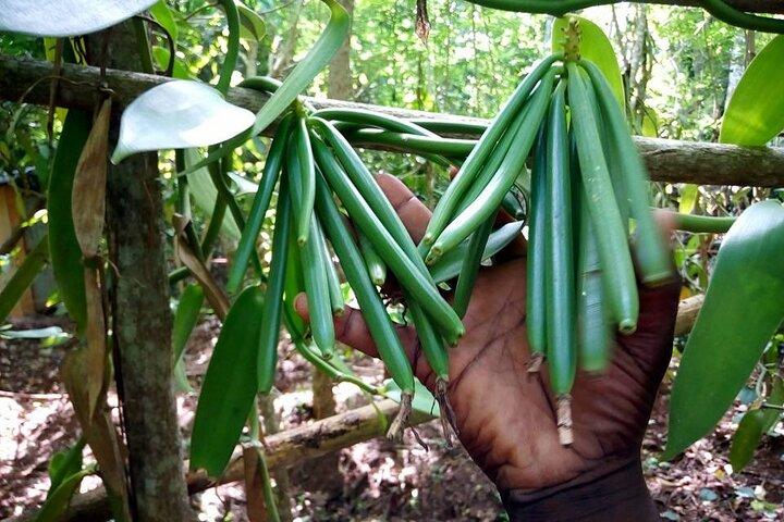 Heldags privat tur til Stone Town, Prison Island og Spice Farm