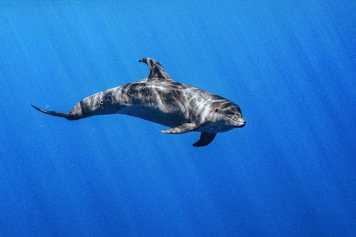 Swim with Dolphins Catamaran with Waterslide & Lunch on Oahu