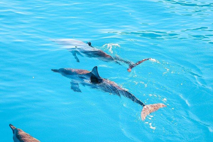 Swim with Dolphins Catamaran with Waterslide & Lunch on Oahu