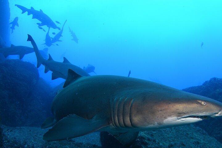 Bucear con tiburones nodriza grises en Bushrangers Bay