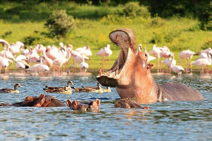 Visite en groupe du parc national de Nairobi