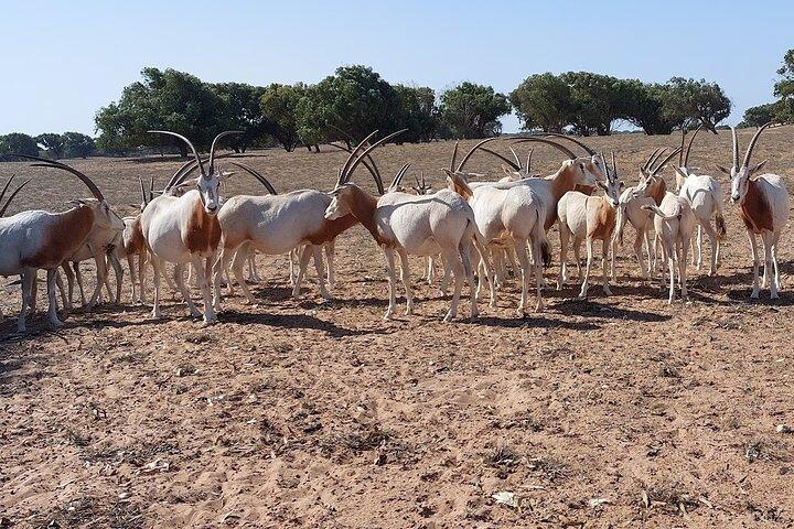 Parco Nazionale Souss Massa Gita da Agadir