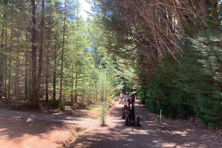 Launceston: Avventure sulle cime degli alberi di Hollybank - Segway Tour