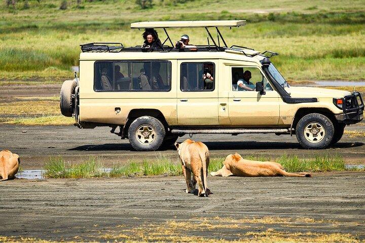 Excursión de un día al cráter de Ngorongoro con recogida