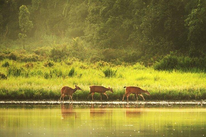 10 horas de caminata privada en el Parque Nacional Khao Yai desde Bangkok