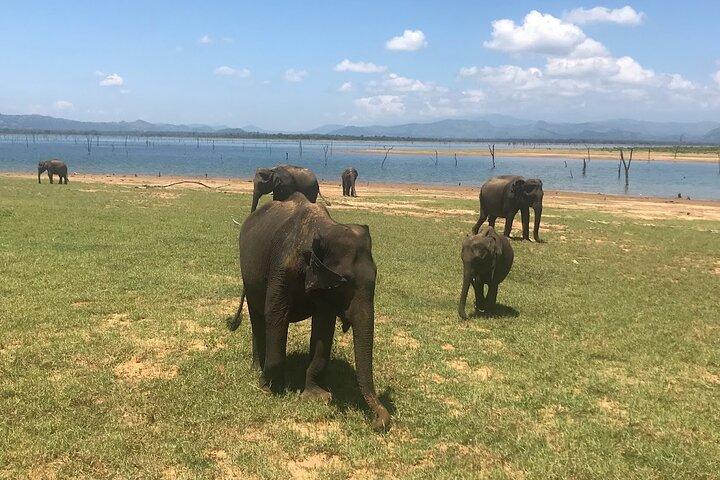 Excursão privada de vários dias pelo Sri Lanka com nosso motorista pessoal