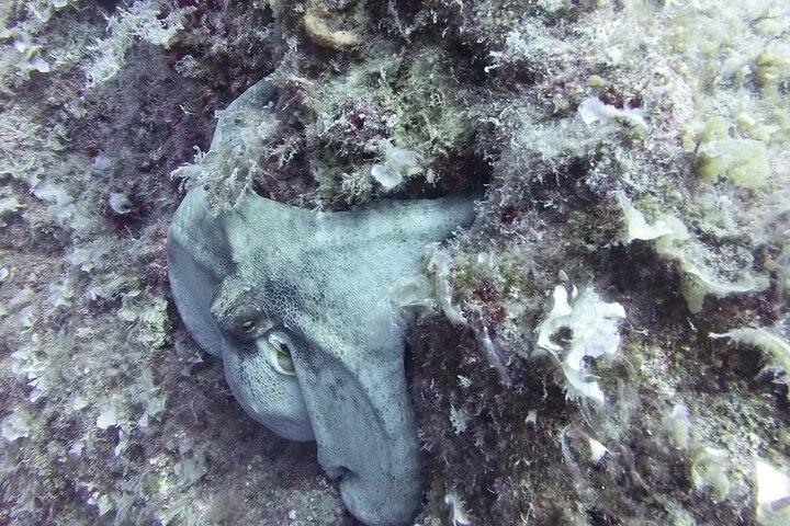Ontdek SCUBA Duiken met Pissouri Bay Divers