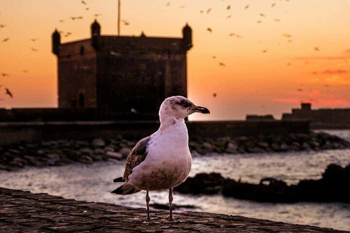 ESSAOUIRA Day Trip from Marrakech with Transfers