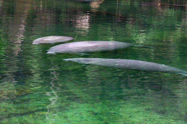 セントジョンズ川クルーズ - ブルースプリング州立公園