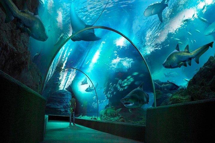 Entrada SEA LIFE Bangkok Ocean World Standard