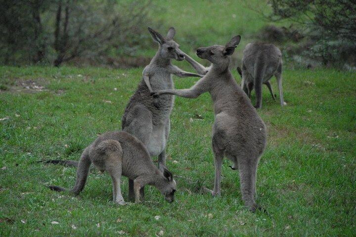 Sydney et Blue Mountains en une journée Visite vraiment privée