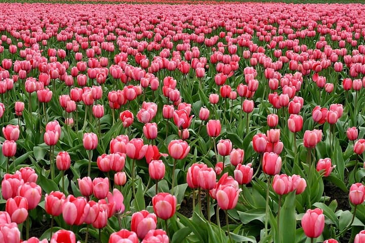 Private Tulips Tour Keukenhof Gardens and Tulip Fields