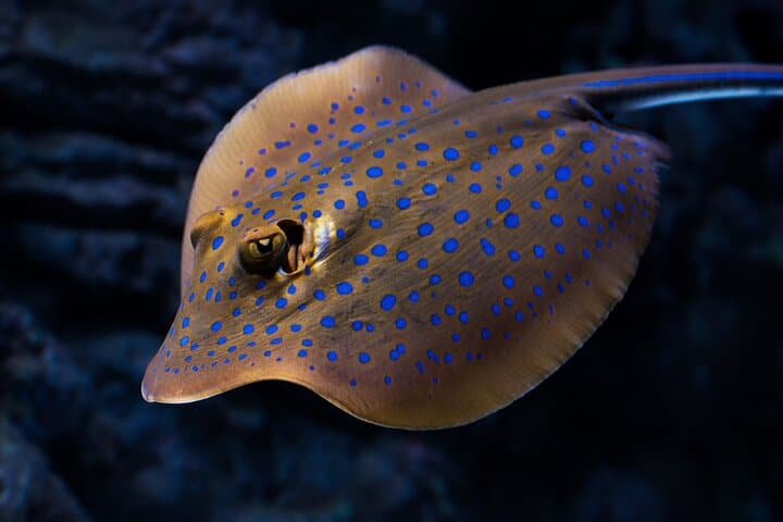 Night at the Aquarium Tour