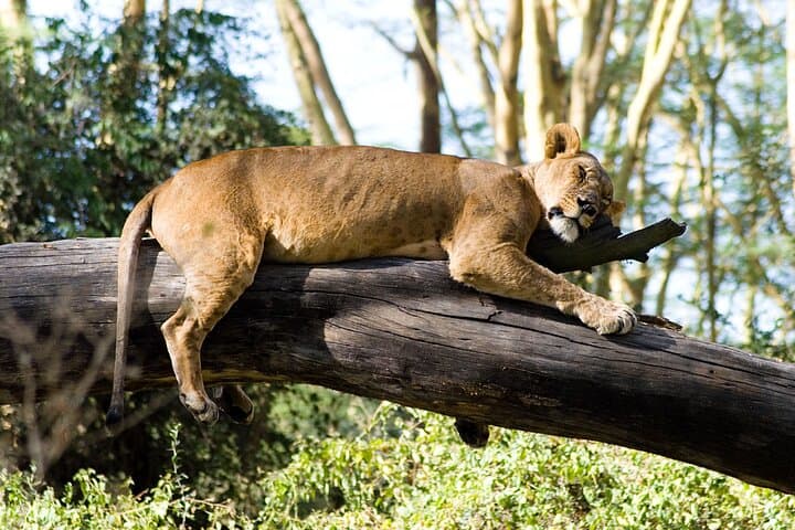 Lake Nakuru National Park Full Day Tour