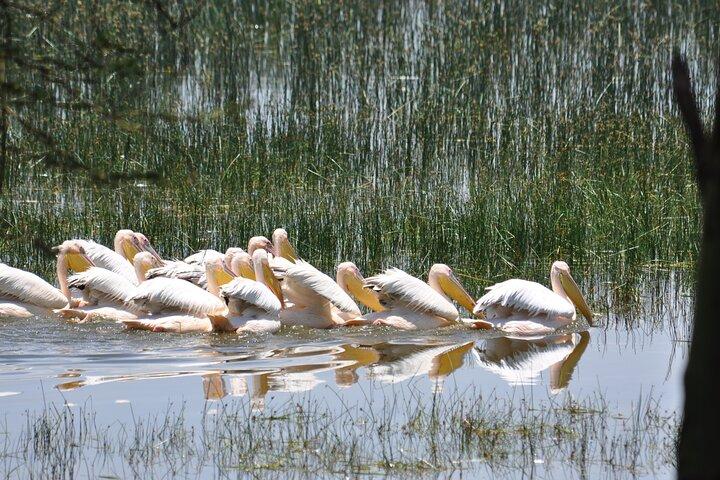 ナクル湖国立公園終日プライベートツアー