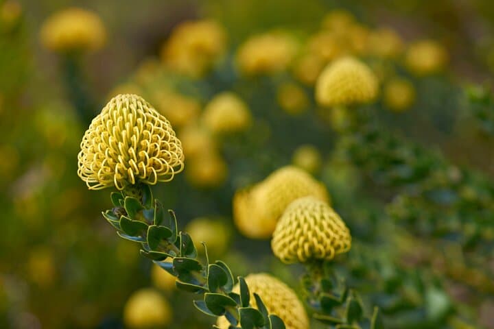 Kirstenbosch Garden, Bo-Kaap-Penguins & Cape of Good Hope Tour
